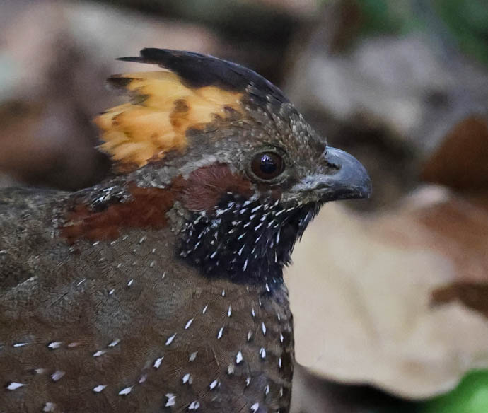 Spotted Wood-quail