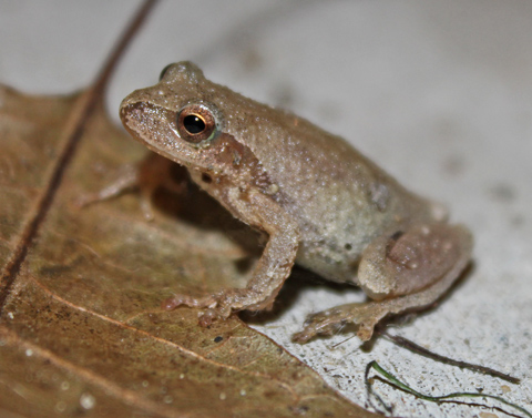 Spring Peeper