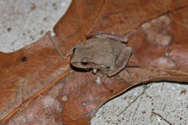 Spring Peeper