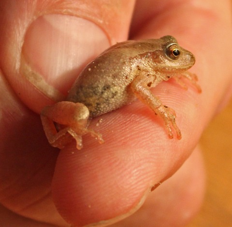 Spring Peeper