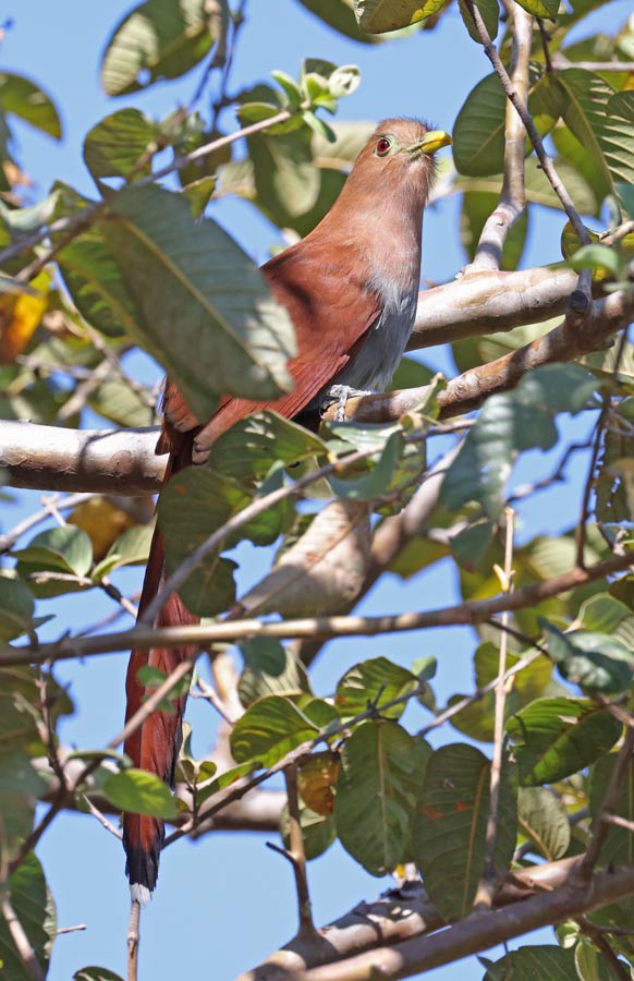 Squirrel Cuckoo