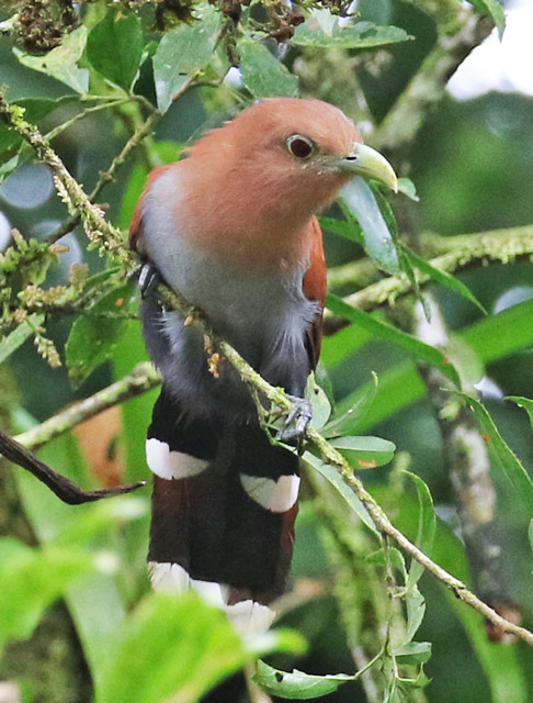 Squirrel Cuckoo