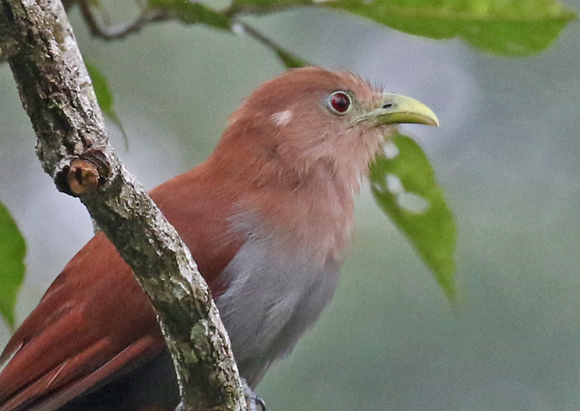 Squirrel Cuckoo