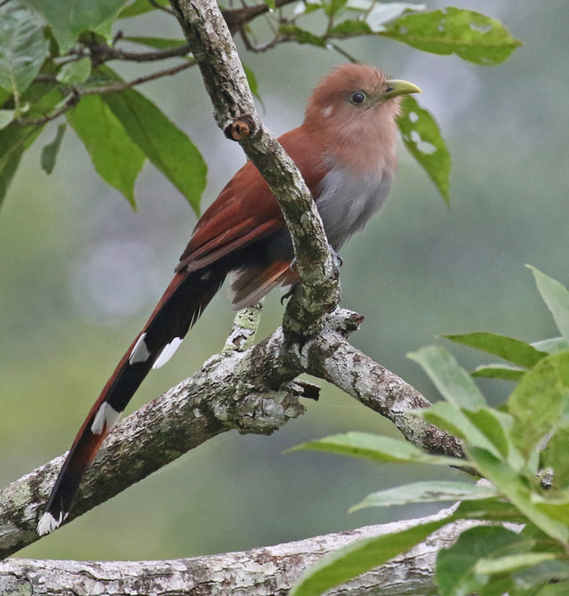 Squirrel Cuckoo
