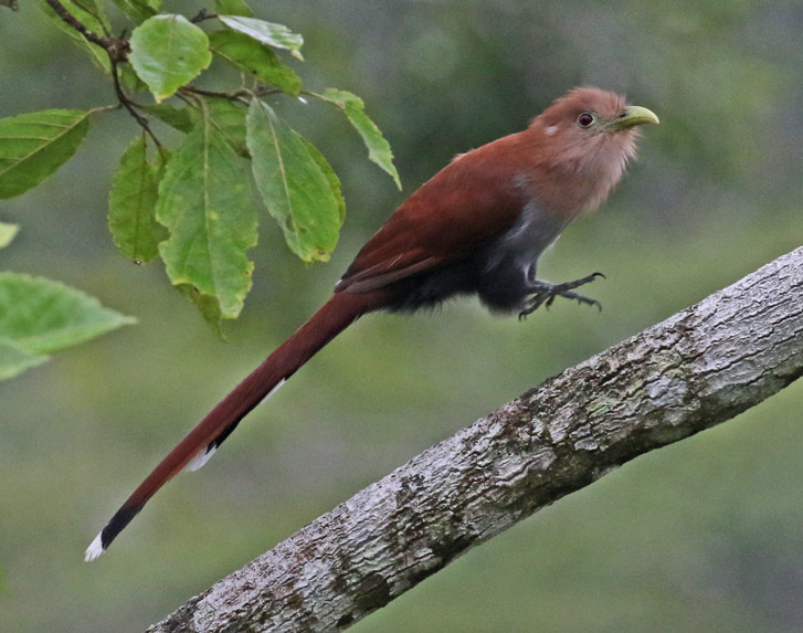 Squirrel Cuckoo