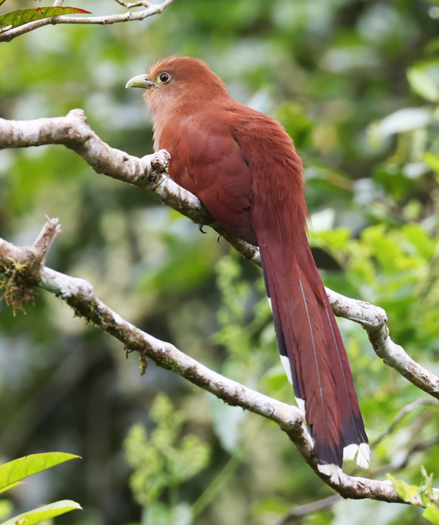 Squirrel Cuckoo