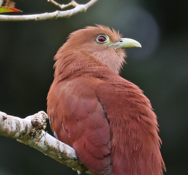 Squirrel Cuckoo