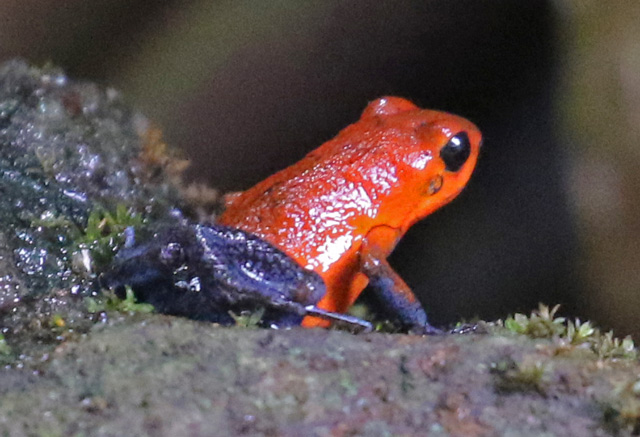 Strawberry Poison-dart Frog