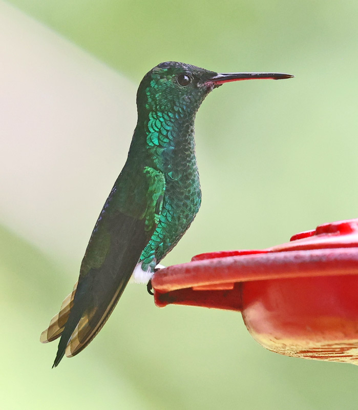 Steely-vented Hummingbird
