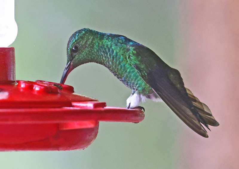 Steely-vented Hummingbird