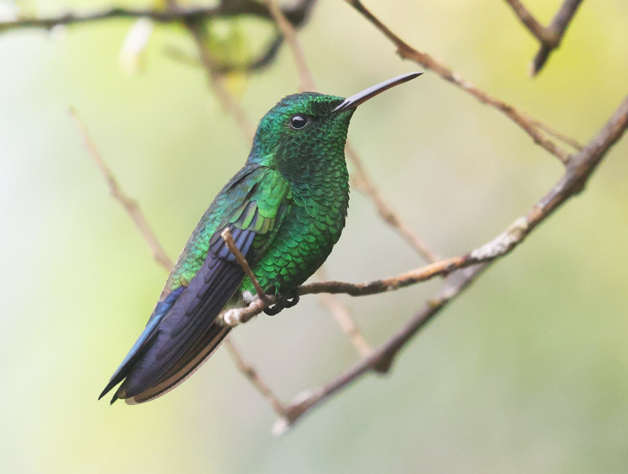 Steely-vented Hummingbird