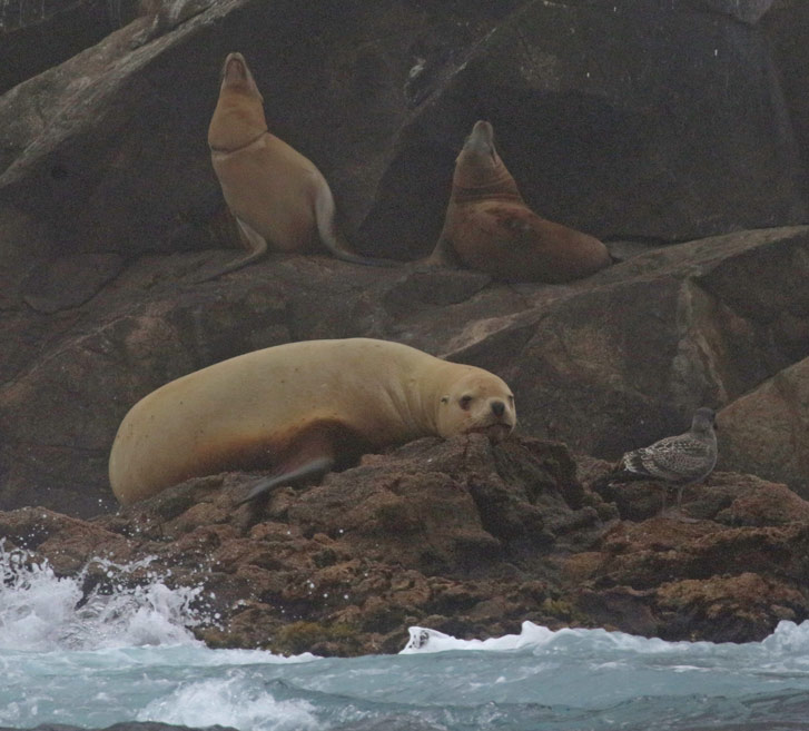 Steller's Sea Lion