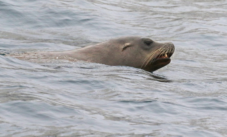 Steller's Sea Lion