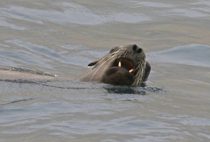 Steller's Sea Lion