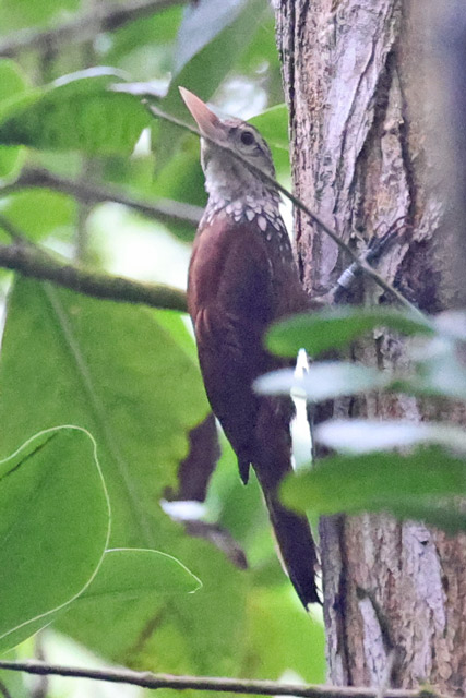 Straight-billed Woodcreeper