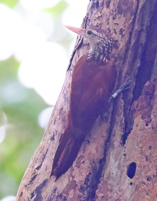 Straight-billed Woodcreeper