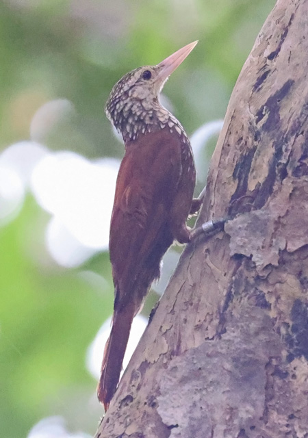 Straight-billed Woodcreeper