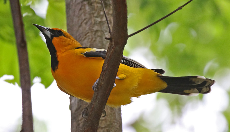 Streak-backed Oriole