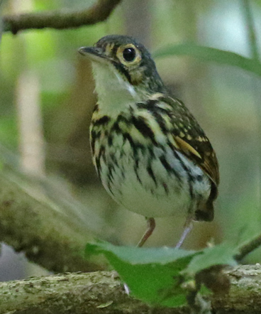 Streak-chested Antpitta