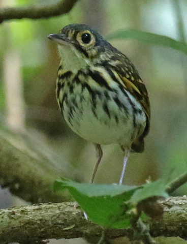 Streak-chested Antpitta