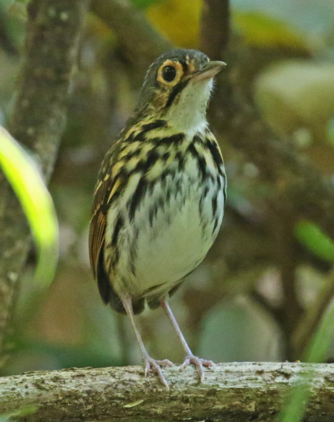 Streak-chested Antpitta