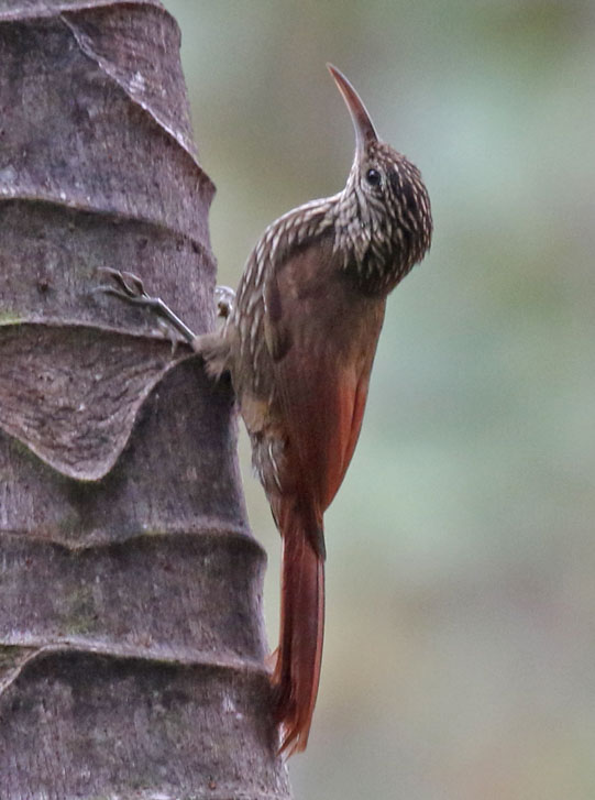 Streak-headed Woodcreeper