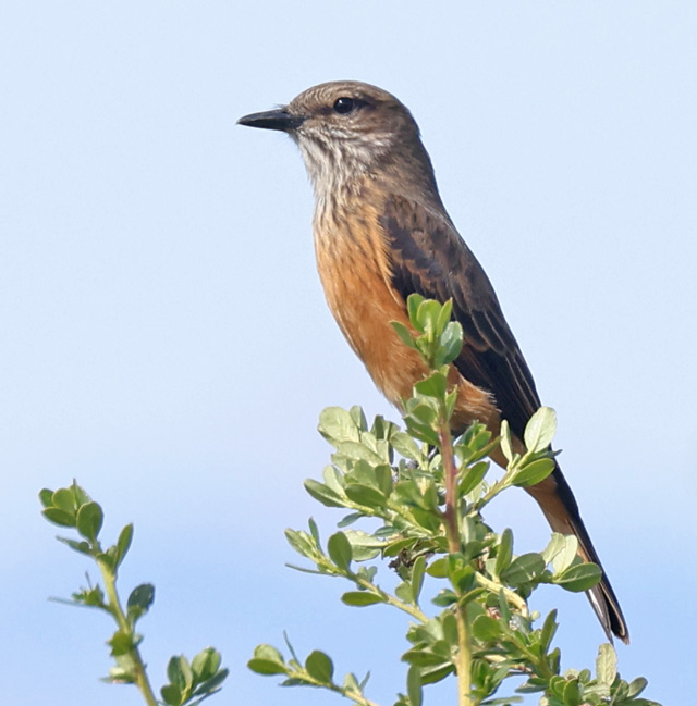 Streak-throated Bush-tyrant