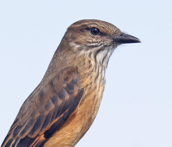 Streak-throated Bush-tyrant