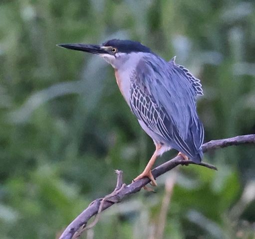Striated Heron