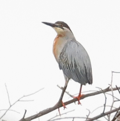 Striated Heron