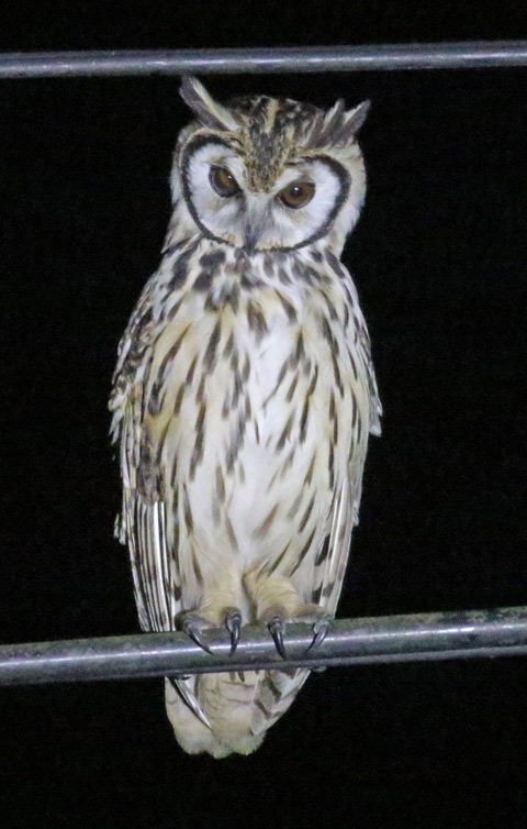 Striped Owl