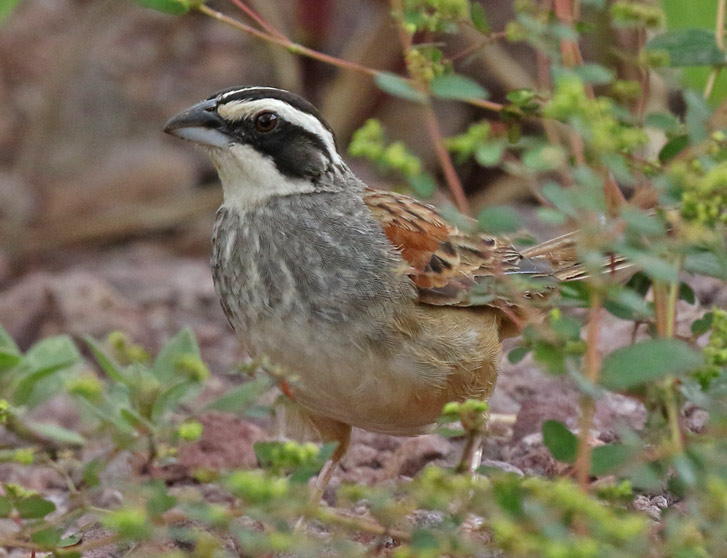 Stripe-headed Sparrow