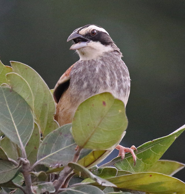 Stripe-headed Sparrow
