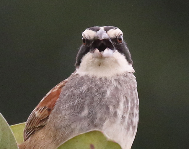 Stripe-headed Sparrow