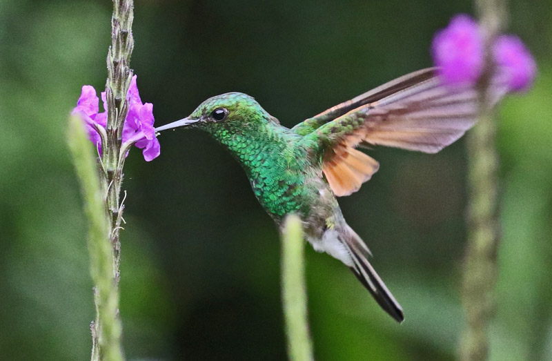 Stripe-tailed Hummingbird