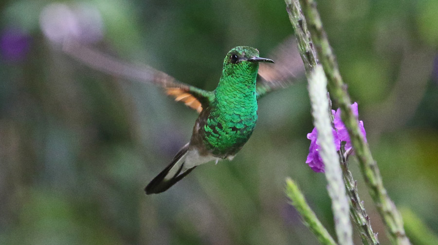 Stripe-tailed Hummingbird