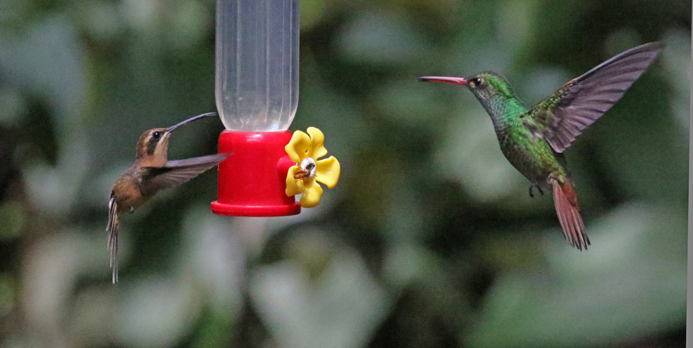 Stripe-throated Hermit