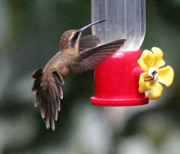 Stripe-throated Hermit