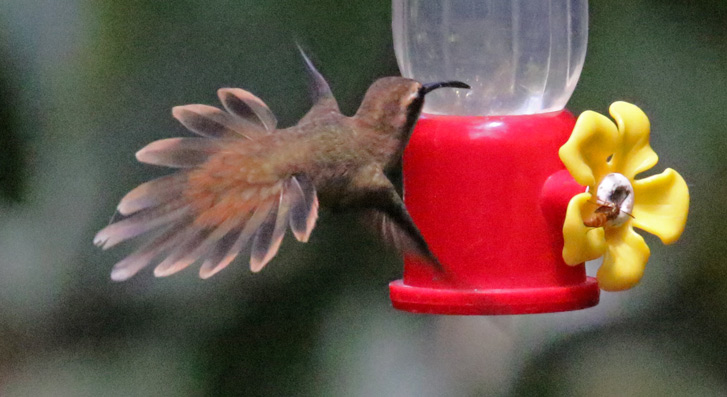 Stripe-throated Hermit