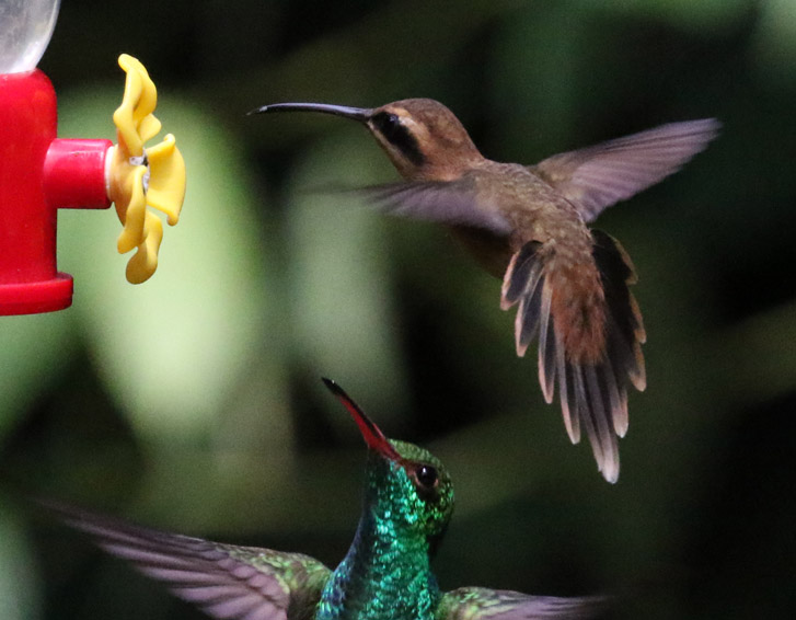 Stripe-throated Hermit