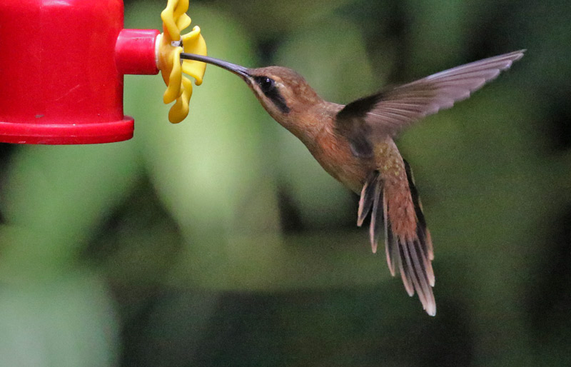 Stripe-throated Hermit