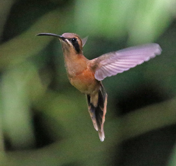 Stripe-throated Hermit