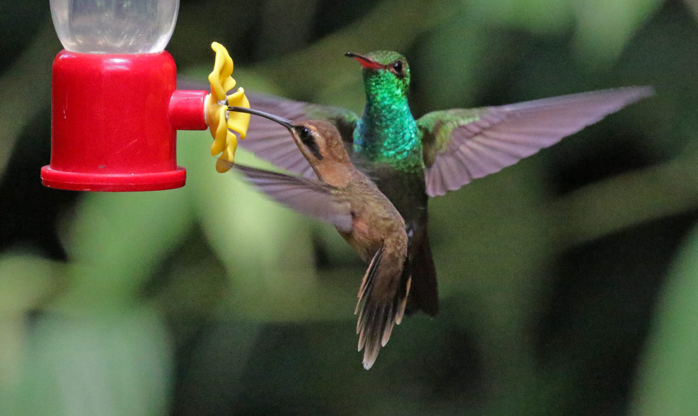 Stripe-throated Hermit