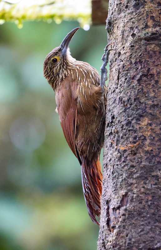 Strong-billed Woodcreeper