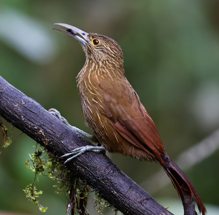 Strong-billed Woodcreeper