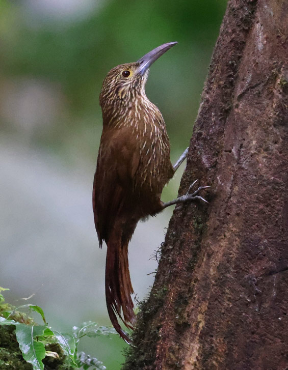 Strong-billed Woodcreeper