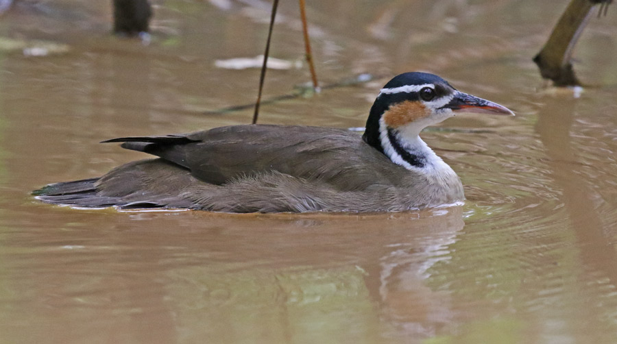 Sungrebe