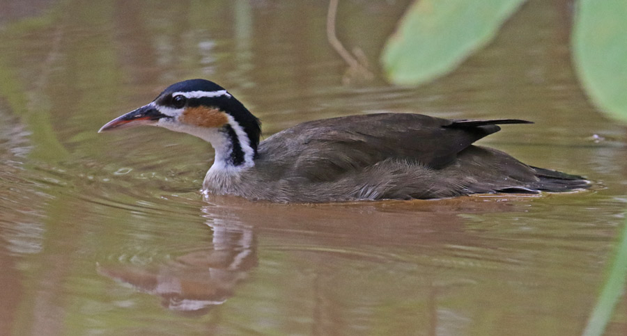 Sungrebe