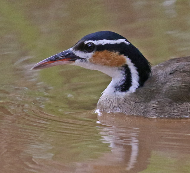 Sungrebe