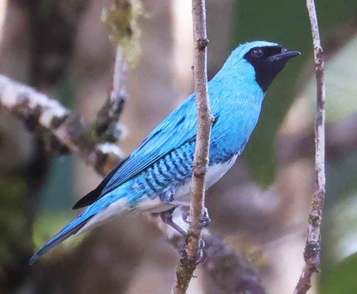 Swallow Tanager